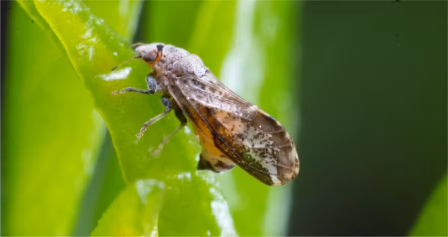 Incidência de greening em lavouras de cítricos cresce 56% e pesquisadores seguem em busca de conter a doença