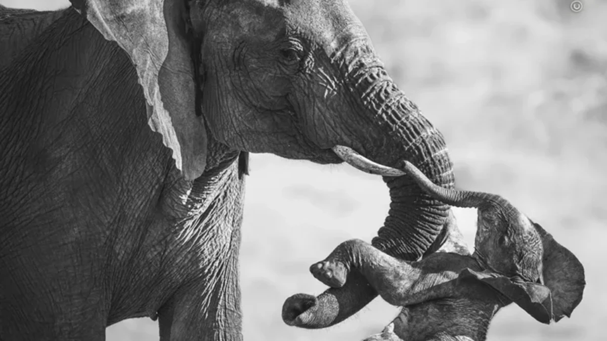 Concurso mundial de fotografia da natureza premia imagens de 121 países; veja as vencedoras