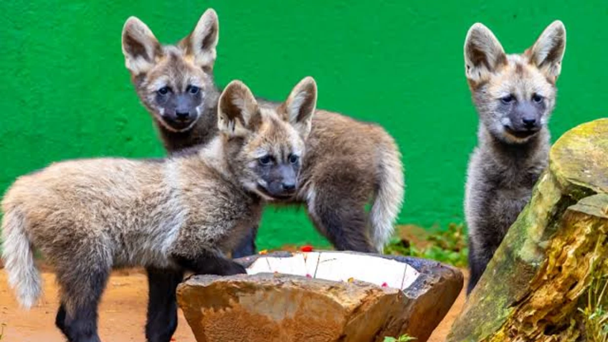 Zoológico de São Paulo anuncia nomes de filhotes de lobo-guará escolhidos em votação popular