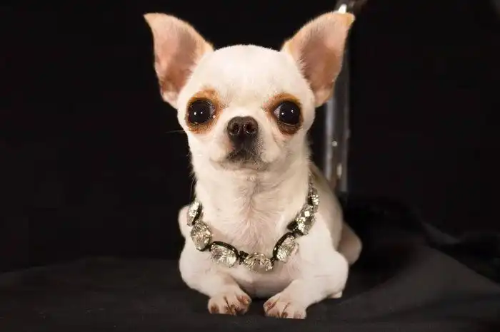 Chihuahua de 9,14cm é eleita o menor cachorro do mundo pelo Guiness Book