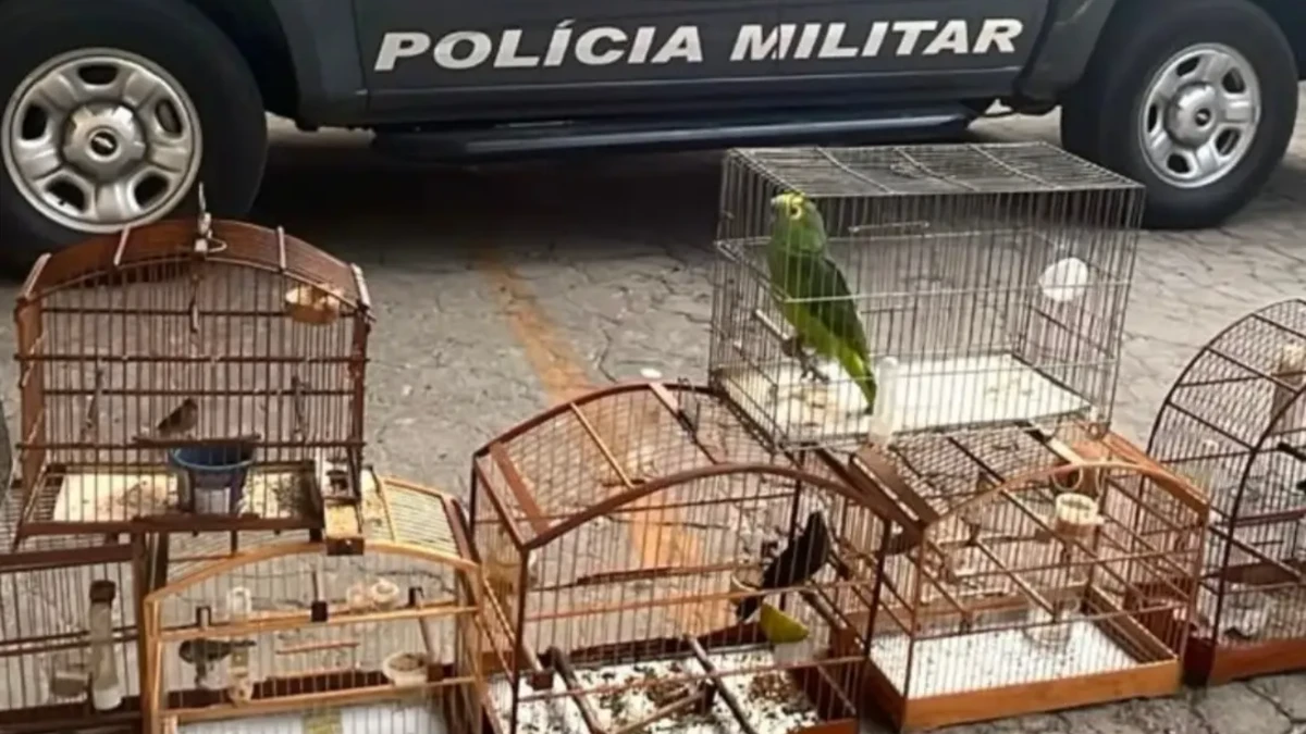 Polícia Ambiental apreende aves silvestres em cativeiro ilegal e aplica R$ 11,7 mil em multas