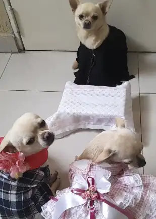 Casamento de Chihuahuas com tema junino diverte e encanta a internet