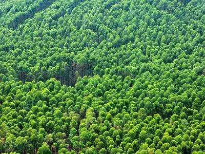 Suzano realiza novo registro de muriquis-do-sul em área florestal localizada no Estado de São Paulo