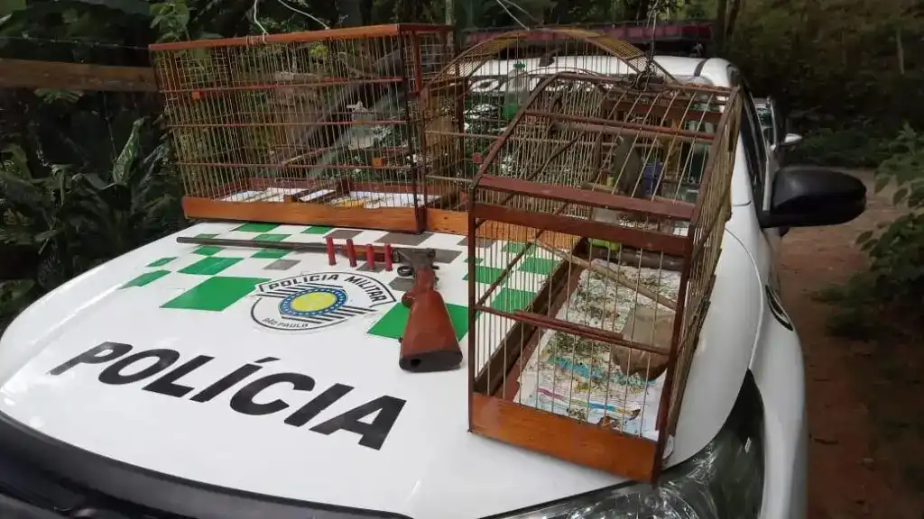 Homem é preso por posse irregular de aves silvestres e de arma em Monteiro Lobato