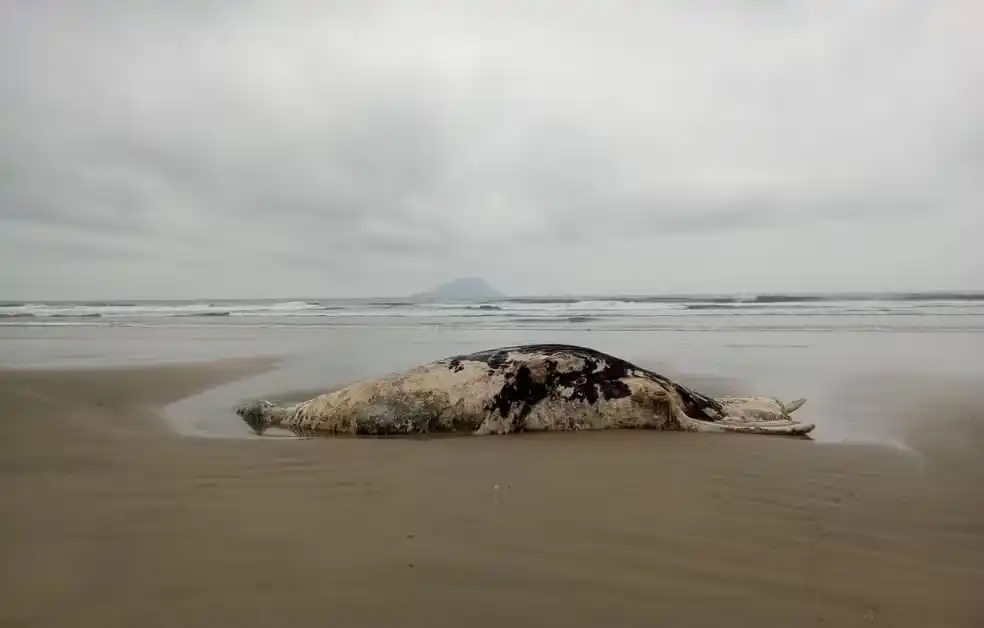 Baleias-jubarte são encontradas mortas em Ubatuba e São Sebastião