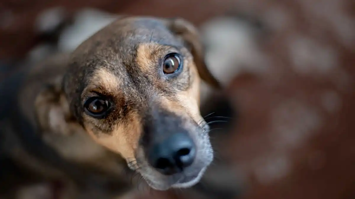 Tarcísio veta projeto que endurecia punições por maus-tratos a animais em SP