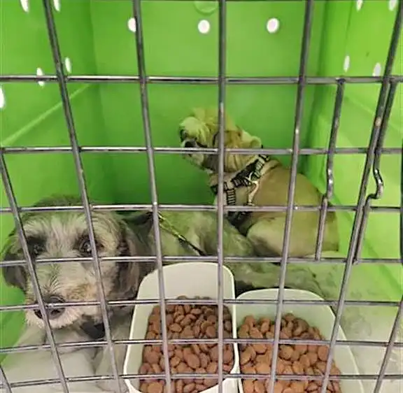 Cachorros resgatados em ocorrência em Pindamonhangaba são entregues ao tutor