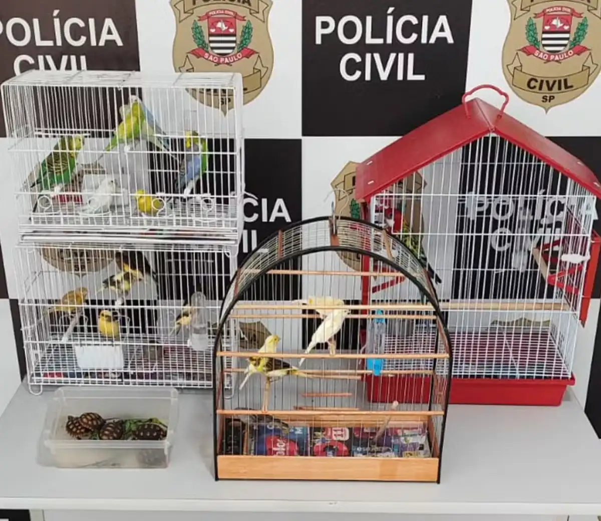 Homem é preso por vender jabutis em feira de São José 