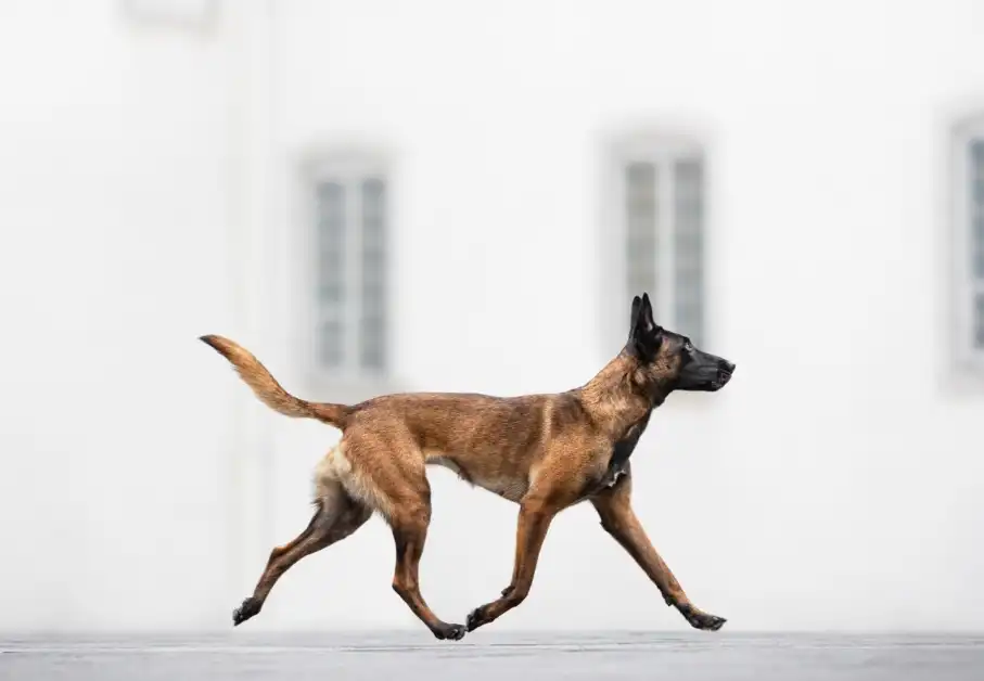 5 fotos vencedoras em prêmio internacional de fotografia canina