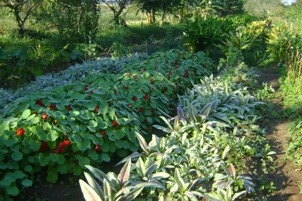 Produtores de Orgânicos de Assis e Região buscam capacitação em sistemas agroflorestais da Apta Regional