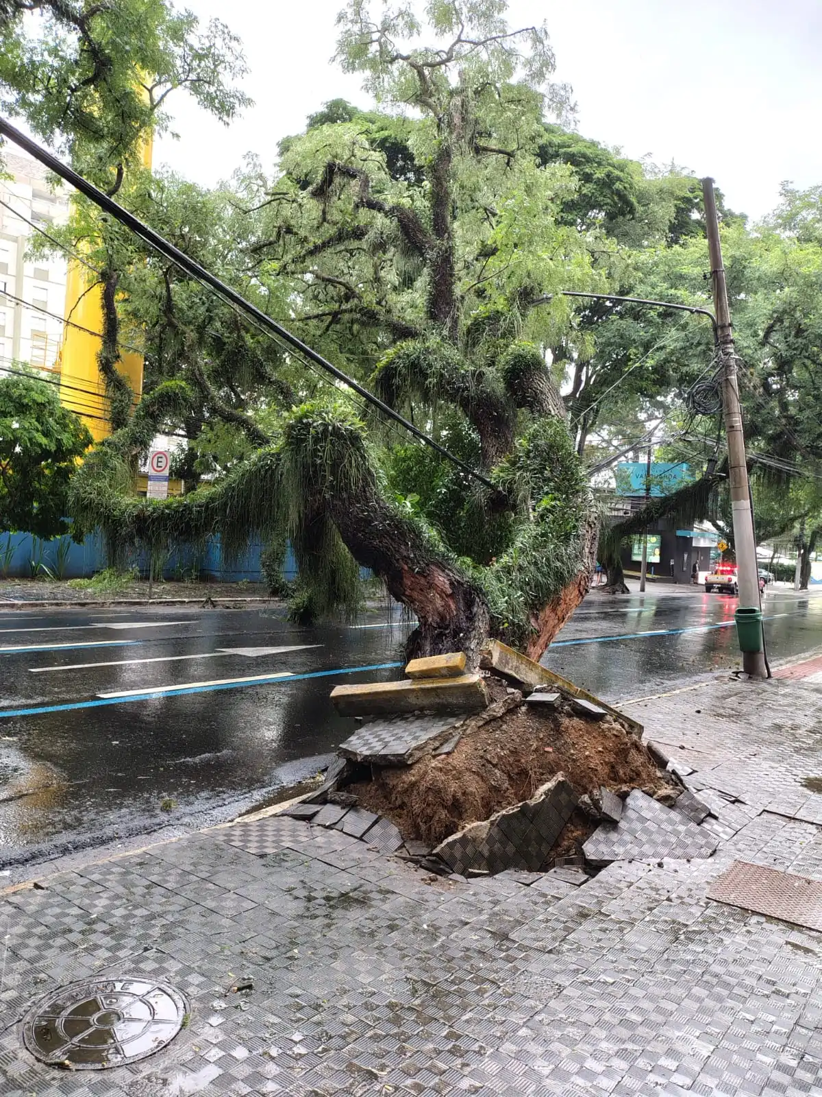 Árvore de grande porte cai em avenida que liga ao centro de SJC