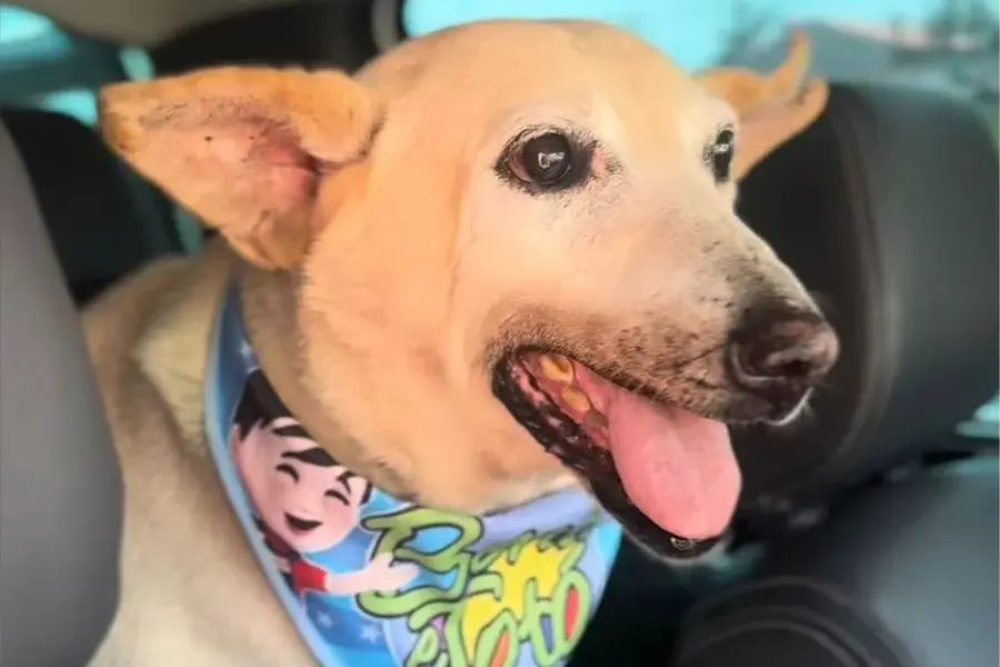 Cão de 22 anos é adotado e história traz esperança aos abrigos de animais