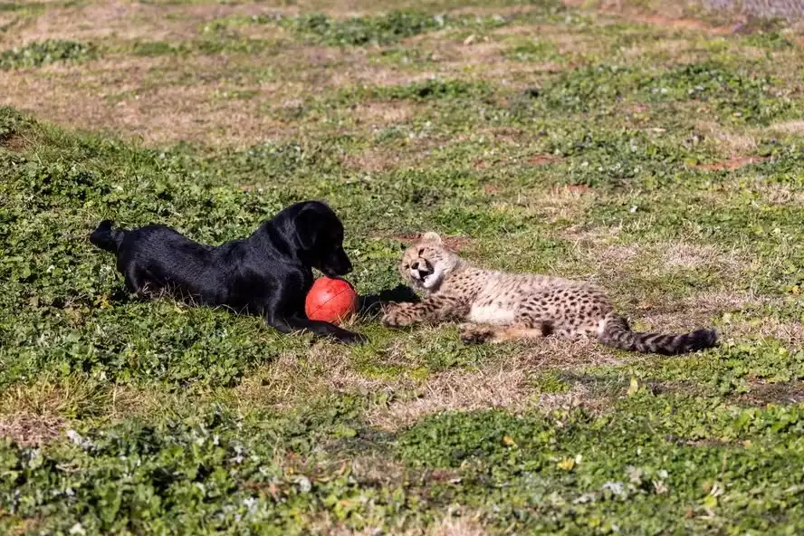 Filhote de cachorro vira "irmão adotivo" de guepardo em zoológico nos EUA