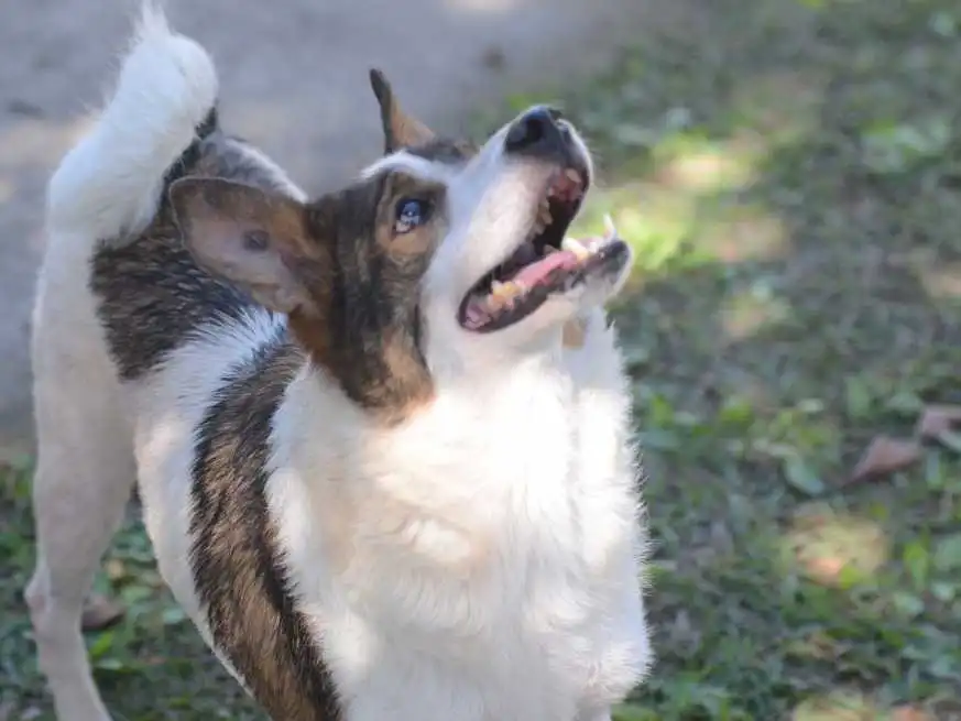 Feira de adoção de pets acontece neste sábado (25) em São José