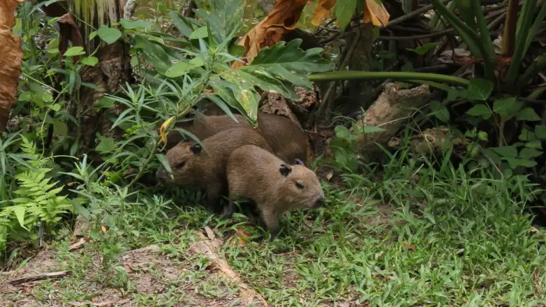 Capivaras: Patrimônios do Vale do paraíba muito antes de conquistarem o Mundo