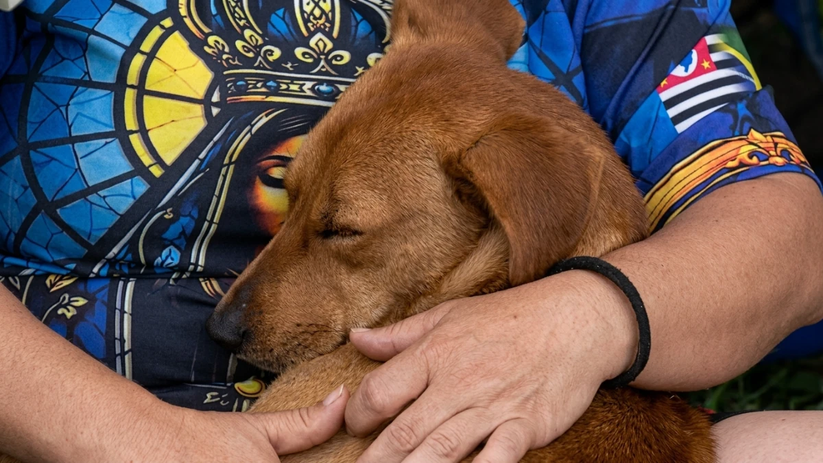 Cachorro caramelo segue romeiros na Dutra e é adotado a caminho de Aparecida