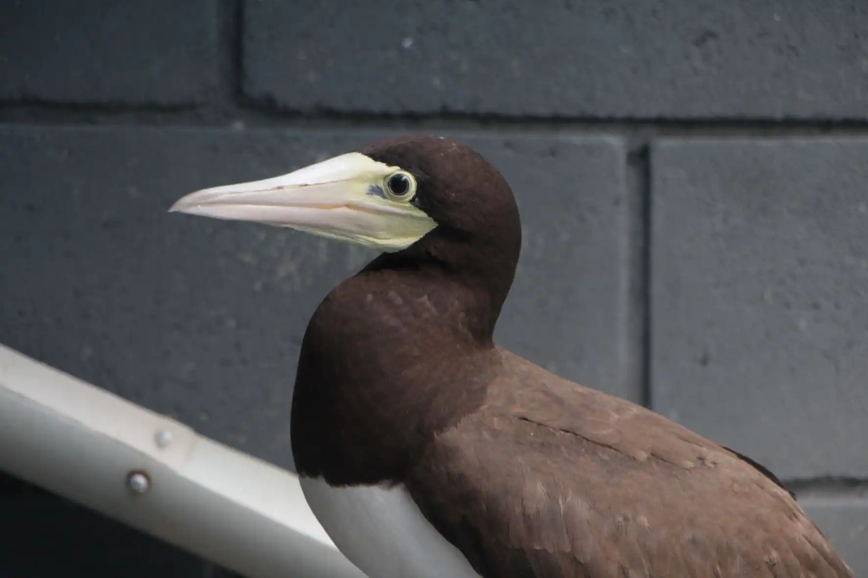 Instituto Argonauta registra 60 ocorrências envolvendo animais marinhos, aquáticos e silvestres no último mês