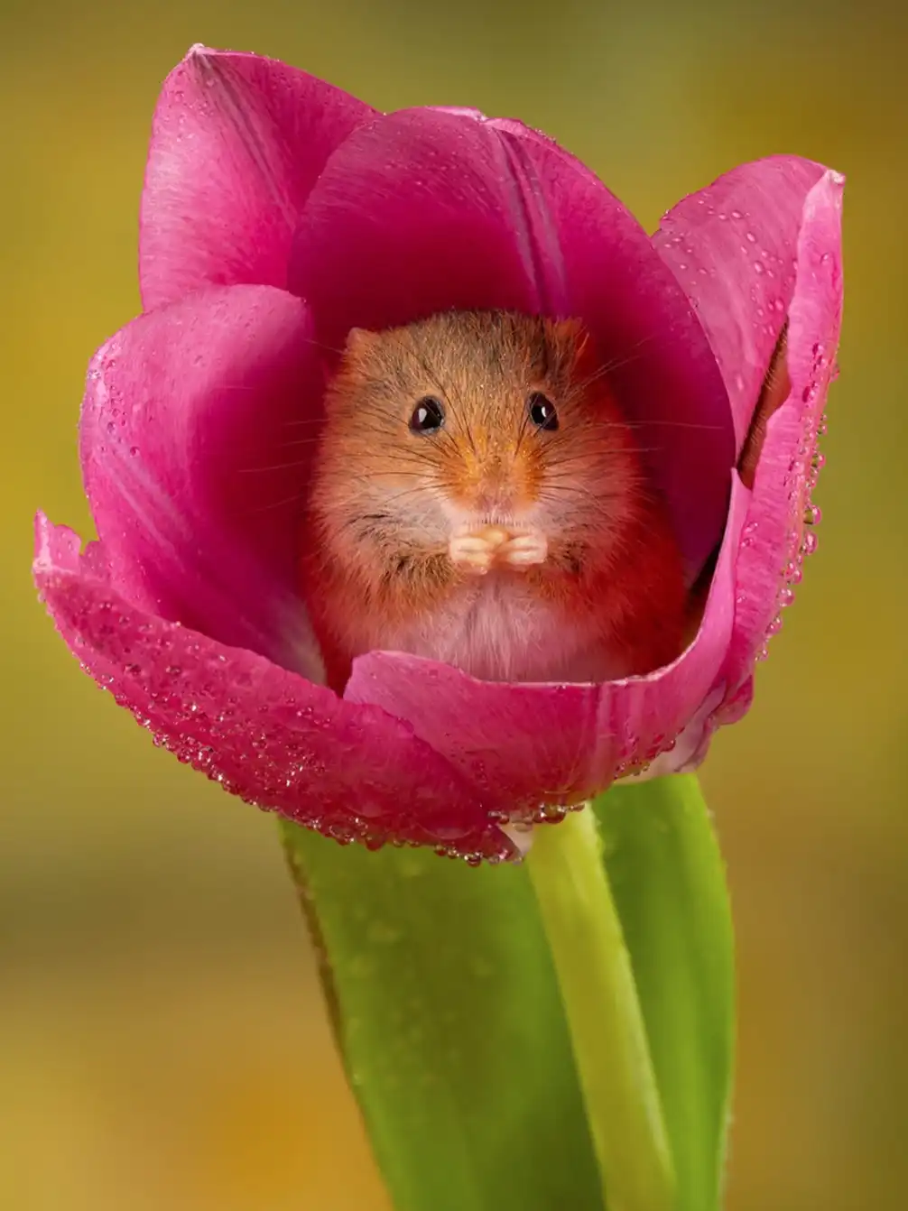 Conheça os ratinhos que se alimentam de pólen e vivem dentro das flores