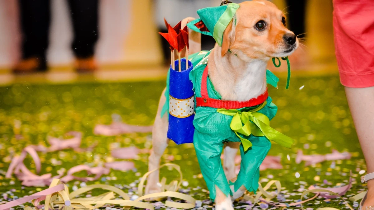 Concurso de fantasia pet terá R$ 3 mil em prêmios em Caraguatatuba