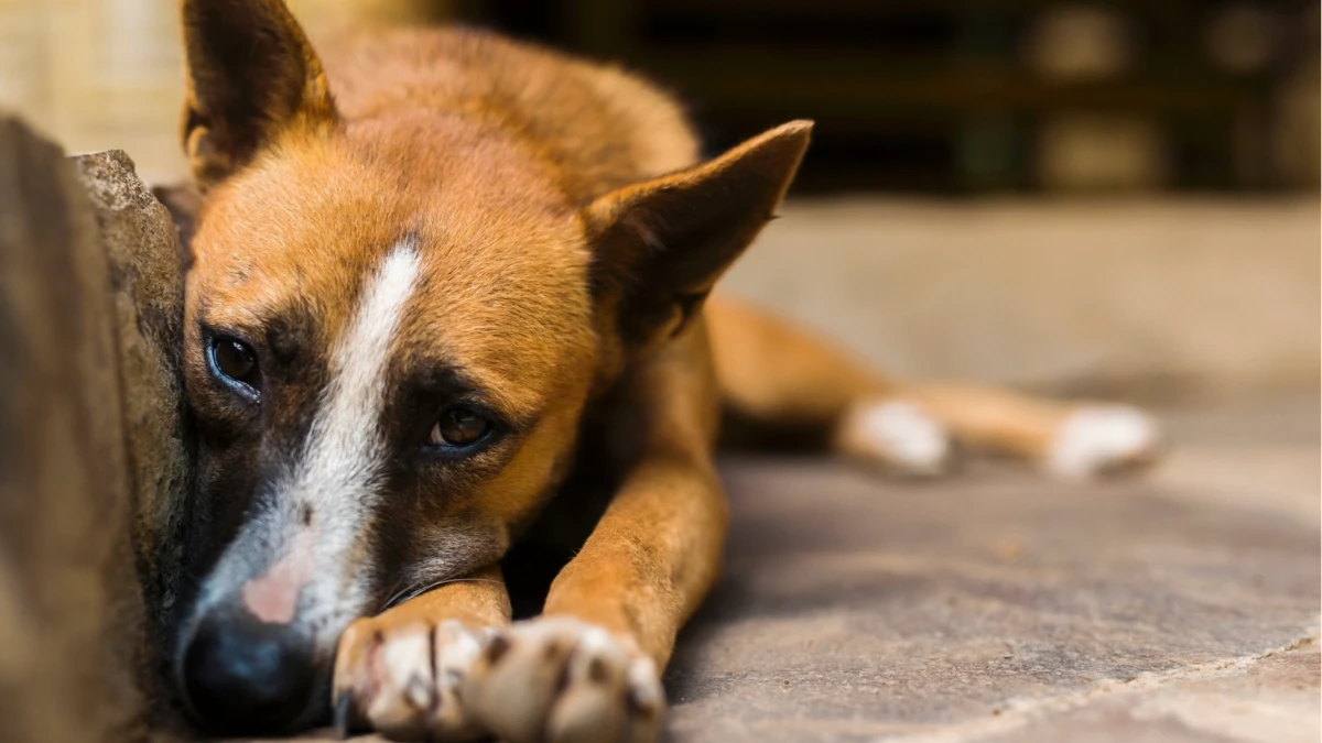 Câmara aprova suspensão da CNH para motorista que abandonar animais usando veículo