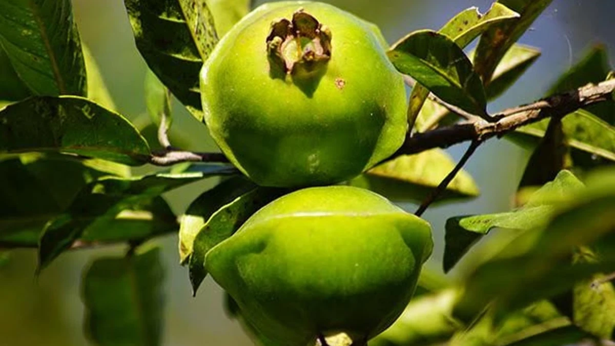 Conheça o cambuci, fruta nativa da Mata Atlântica que virou protagonista de festival em Paraibuna