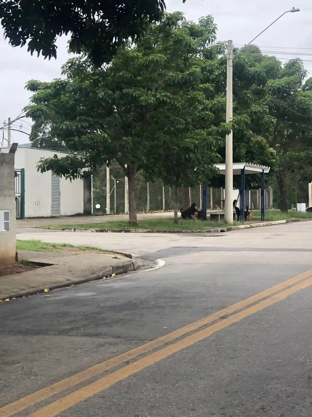 Moradores denunciam cães agressivos soltos no bairro Serrote em São José dos Campos