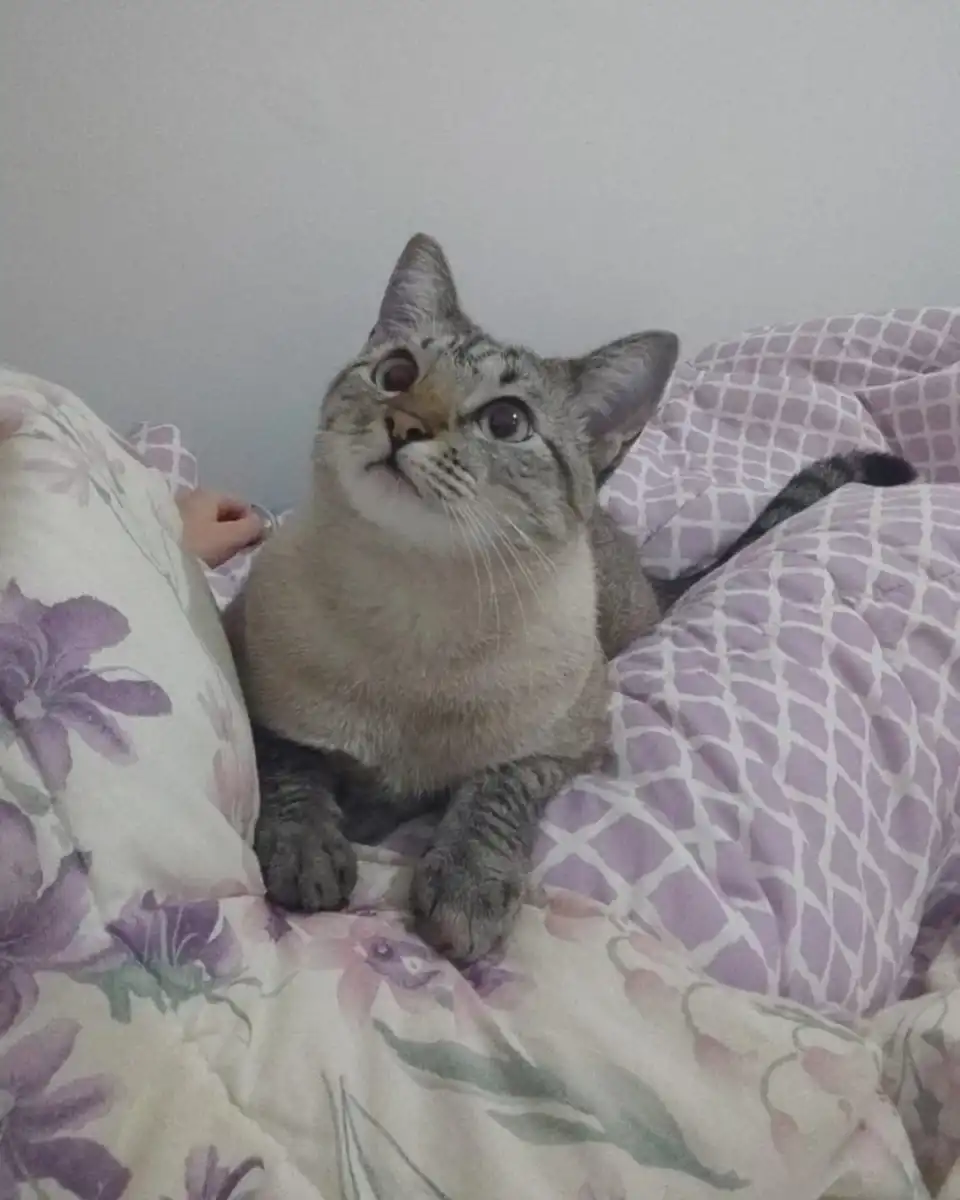 Estudo indica que gatos podem distinguir seus tutores pelo olfato 