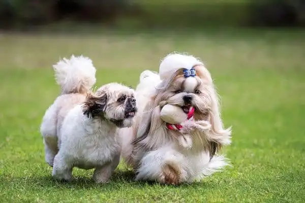 Encãotro de Shih-Tzu e Lhasa Apso acontece em agosto com entrada gratuita