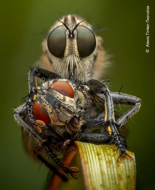 Olhos aproximados moscas