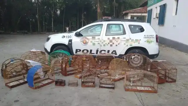 Homem toma multa de R$ 12 mil por manter 24 aves em cativeiro em São José