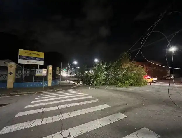 Ataque de cupins causa queda de árvore na Av. Cassiopeia em São José 