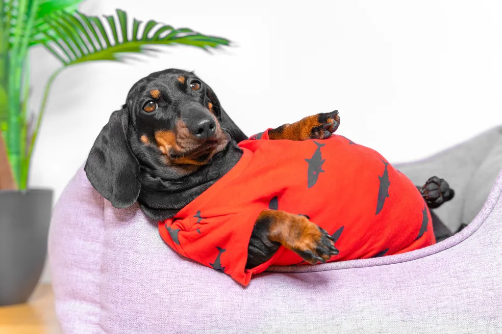Evento inédito promovido pela USP São Paulo discute a relação entre a obesidade em pets e humanos