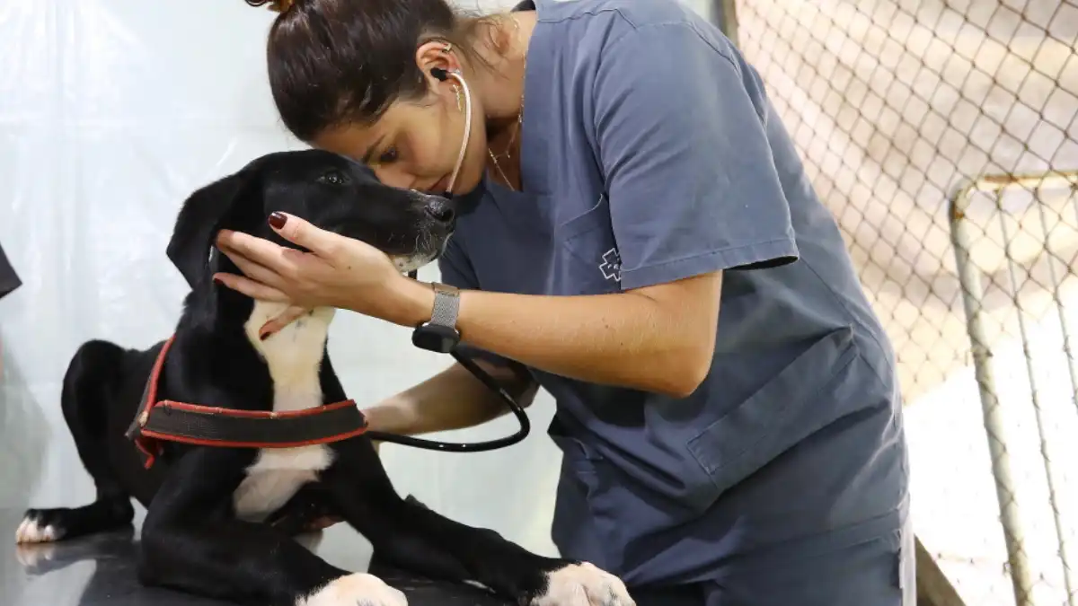 Abertas 400 vagas para castração e microchipagem gratuitas de cães e gatos em São José dos Campos