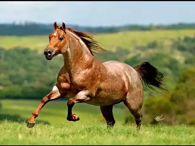 Governo de SP participa da abertura da maior competição equestre da raça Quarto de Milha do País