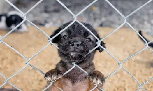 Venda de animais em pet shops e sites pode ser proibida no estado de São Paulo