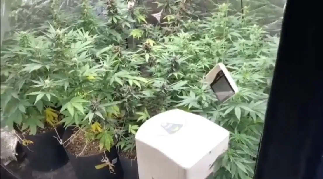 Homem de 26 anos é preso com 30 pés de maconha em Taubaté