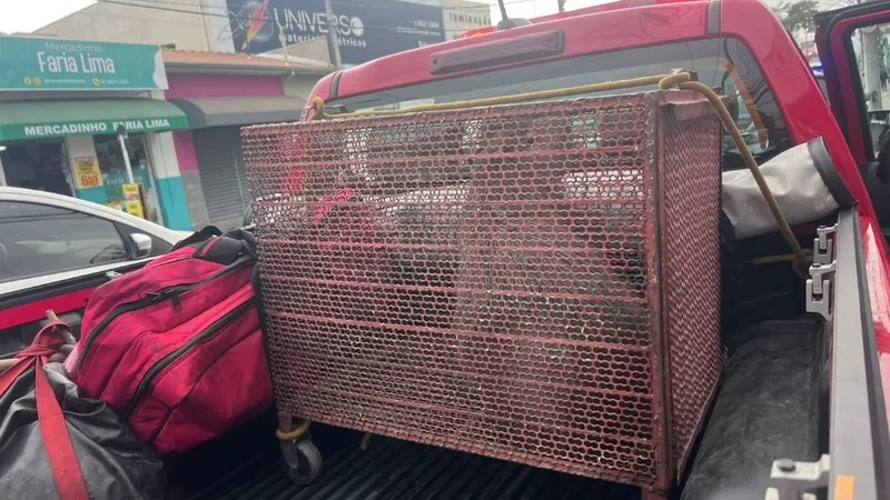 Capivara é capturada por bombeiros na entrada de academia no centro de Taubaté