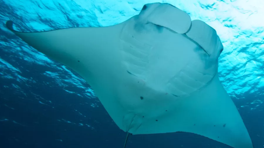 Nova espécie de raia-manta é batizada em homenagem à Iara do folclore brasileiro