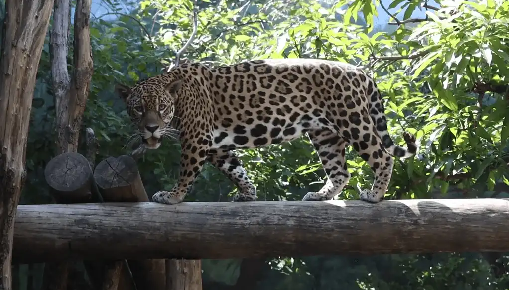 Projeto Selva Viva inaugura novos espaços