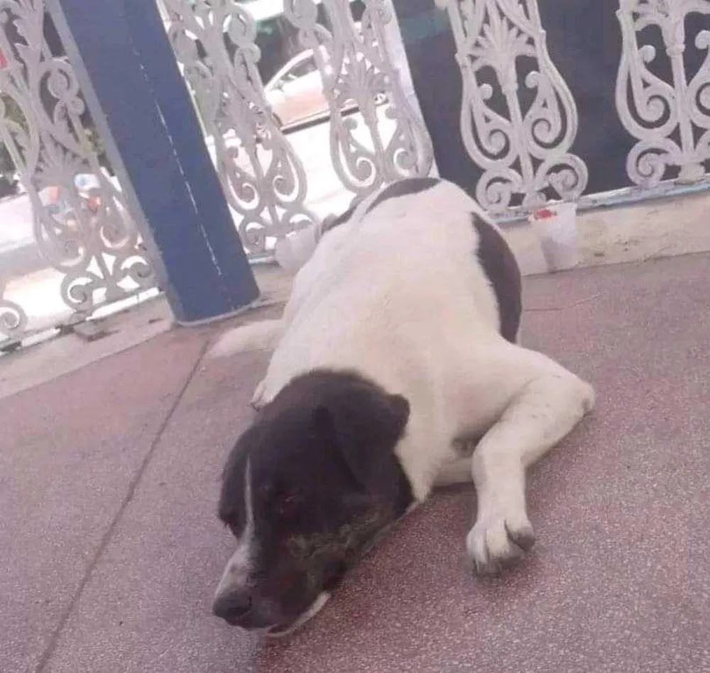 Após matar cachorro a tiros, ex-GCM é condenado a pagar 10 mil em Caraguatatuba