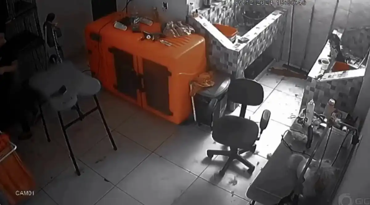 Cachorro de 8 meses morre durante tosa em pet shop