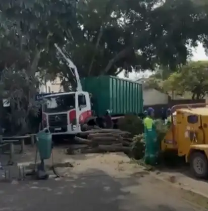 Corte de árvores no bairro Urbanova gera protesto de ambientalistas