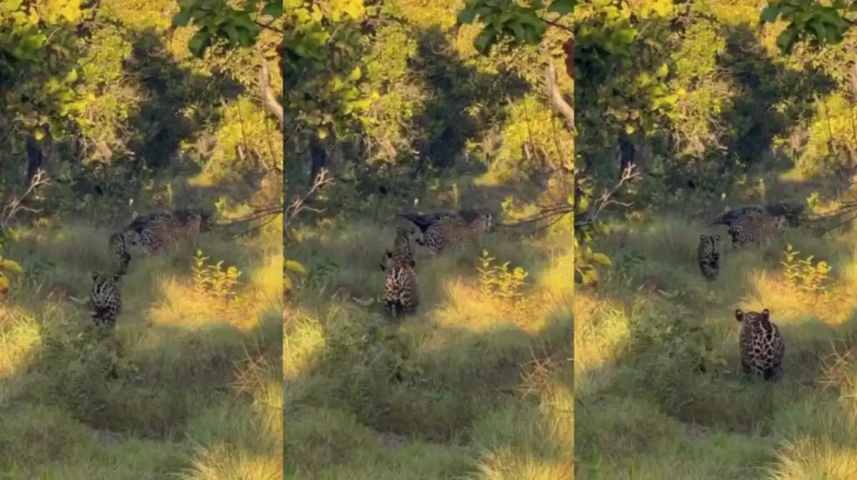 Onça cruza caminho com tamanduá em momento raro no Pantanal