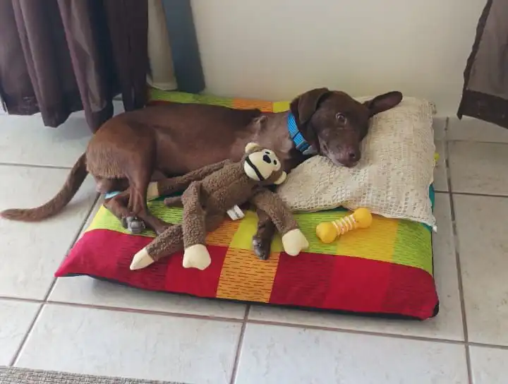Família adota Marrom, cãozinho resgatado após acidente em Jacareí