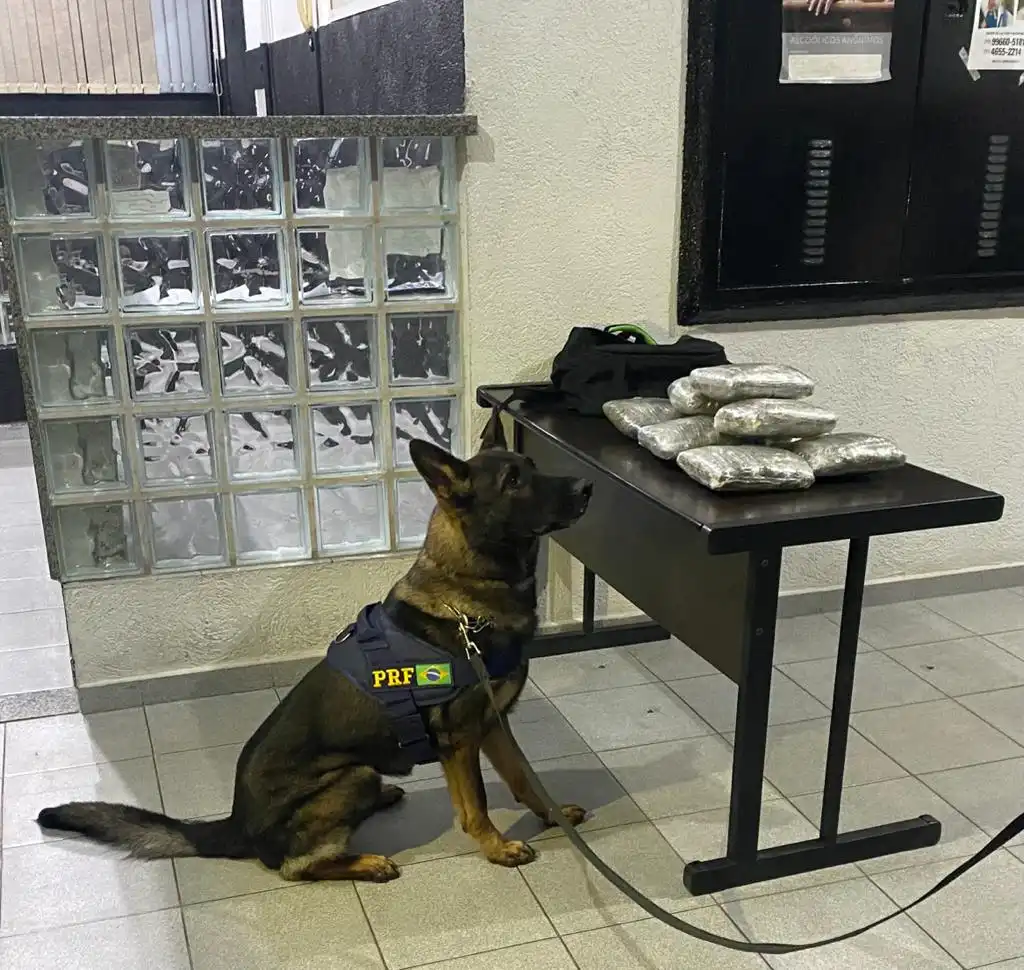 PRF apreende 4,5 kg de maconha com ajuda de cães farejadores