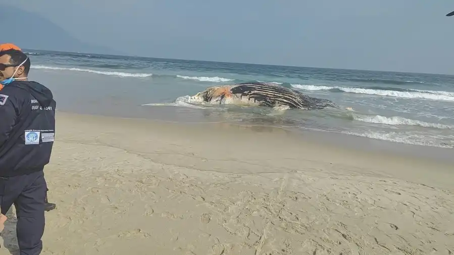 Baleia é encontrada morta na Praia de Guaecá em São Sebastião