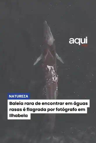 Baleia rara de encontrar em águas rasas é flagrada por fotógrafo em Ilhabela