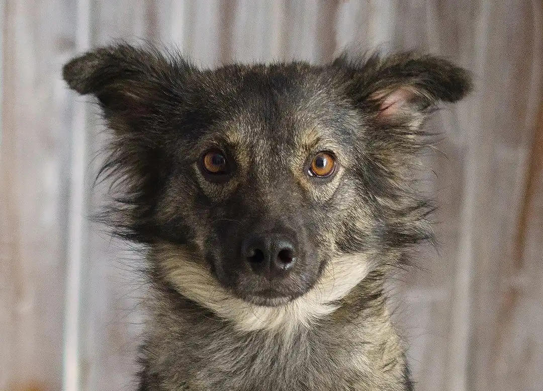 Feira de adoção de pets acontece neste sábado (8), em Taubaté