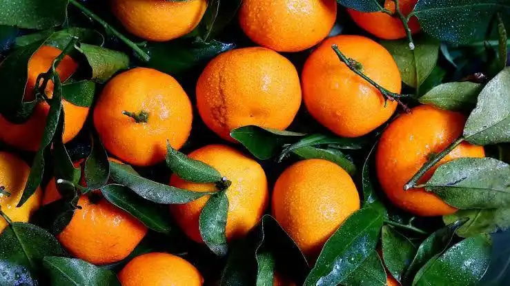 Combate ao Greening: SP libera linha para a citricultura paulista