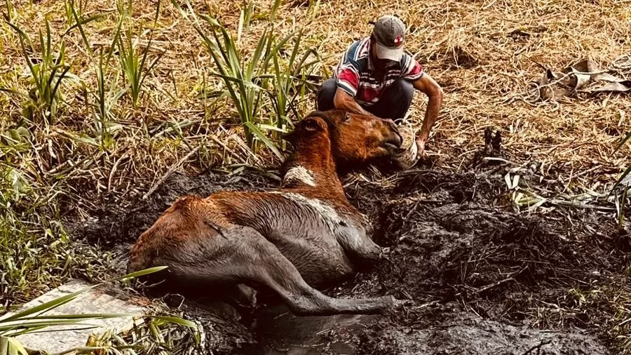 Cavalos são resgatados após ficarem presos em brejo na Zona Leste de São José